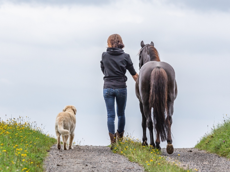Lys hund, kvinde og brun hest går side om side langs sti med græs og gule blomster omkring dem.